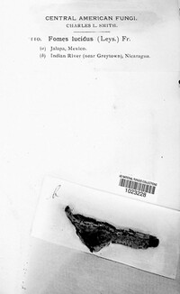 Ganoderma lucidum image